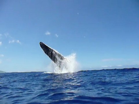 Saut d 'une baleine dans le lagon de Moorea...