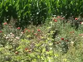 UM PASSEIO PELA MARGEM DIREITA DO RIO MONDEGO EM COIMBRA