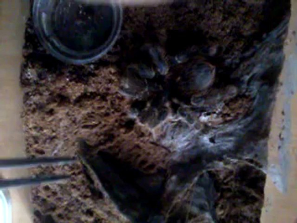 Female Lasiodora klugi - feeding time