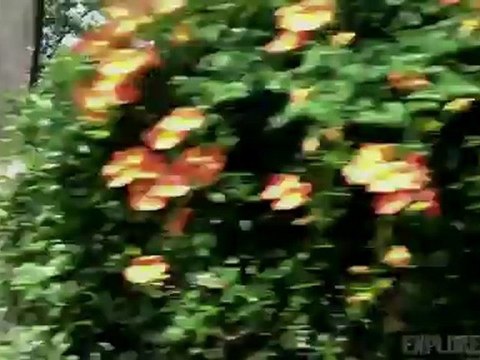 Blue Sky Black Death - Swords From Driftwood - Music ...