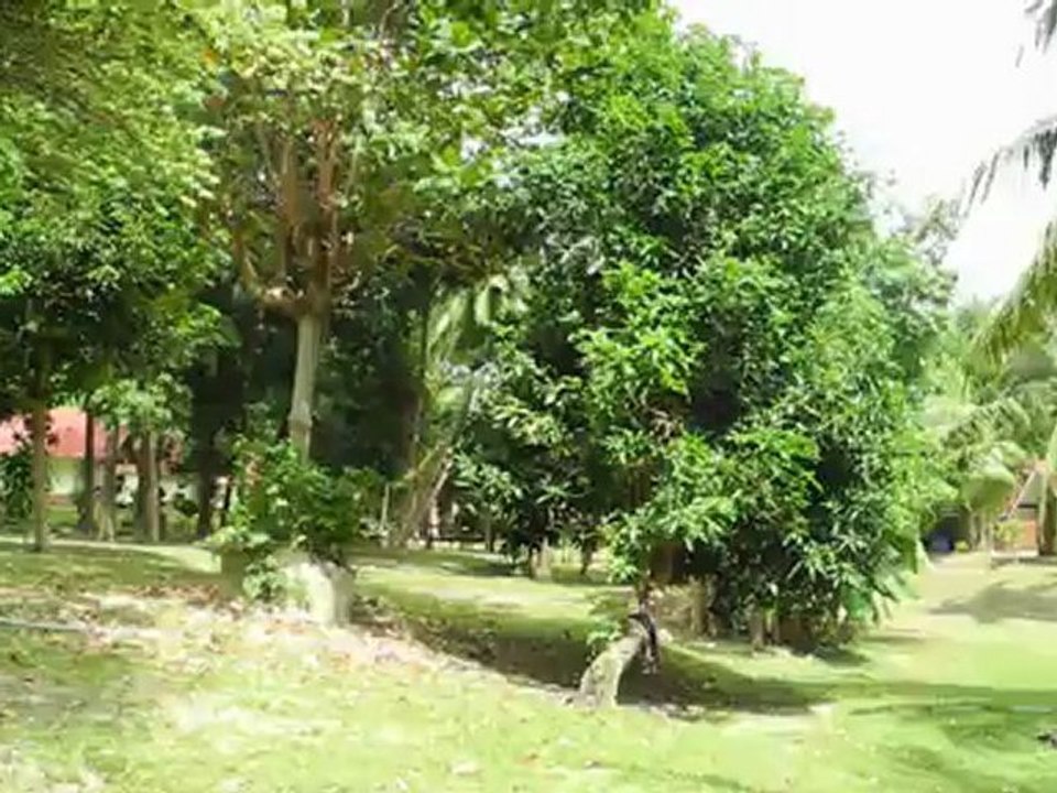 THAÏLANDE:Les cigales stridentes à Bulon lae.