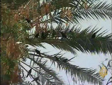 ملف فساد ميناء المعلا بمدينة عدن جنوب اليمن