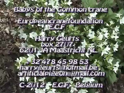 Babys of the Common Crane by Europeancranefoundation Harry Geurts
