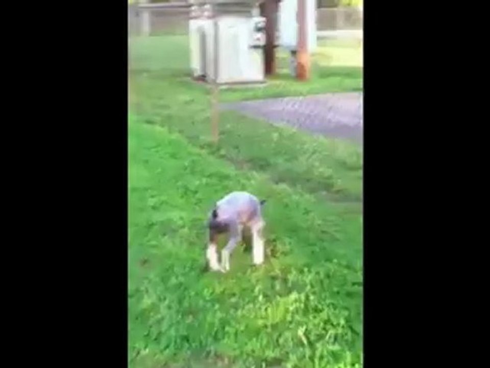 Serious Dog Arthritis, sad to watch!.