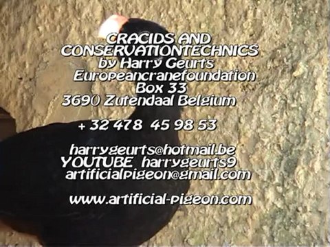 Cracids and conservationtechnics by Harry Geurts-Europeancranefoundation C 2012 Belgium Brasil