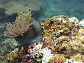 Redang Island Diving film 2012 Malaysia