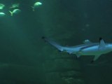 Aquarium de Paris : Visite guidée - Version courte
