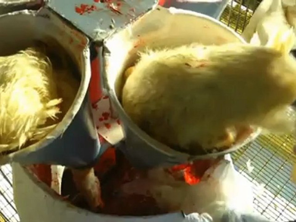 Igualdad Animal denuncia a una granja vasca que suministraba foie "irregular" a restaurantes de lujo