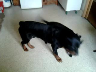 Thor Et Ellya Joue Ensemble