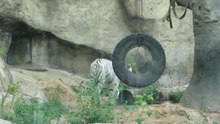 тигр какает