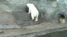 умки идут спать
