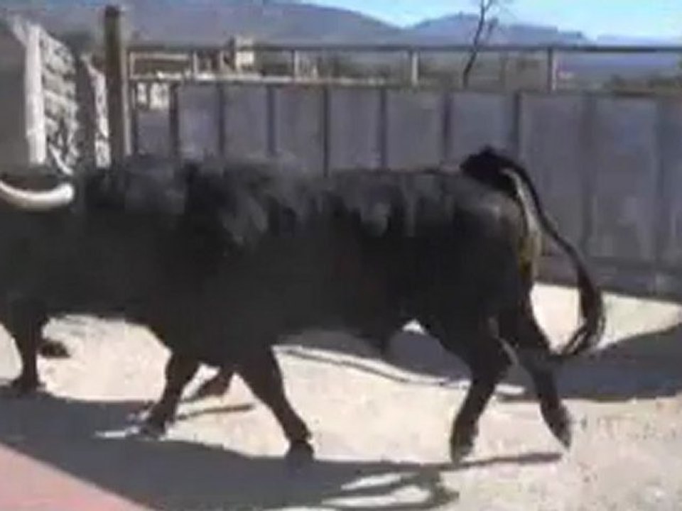 TOROS DE CUVILLO Y VICTORIANO DEL RÍO PARA LA FERIA DE JULIO