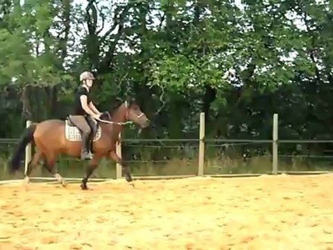 Saut avec Quazac en licol étho