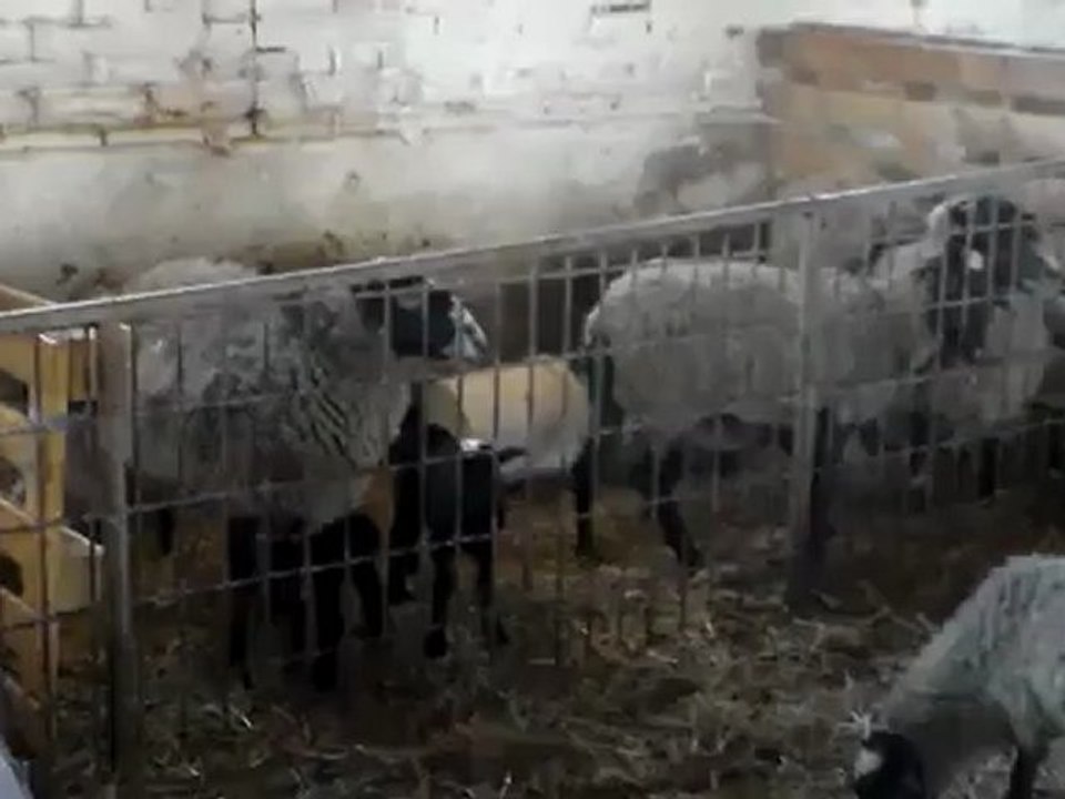 HAZER EMLAK TEL: 0546 851 6657 SATILIK ROMANOV KOÇ