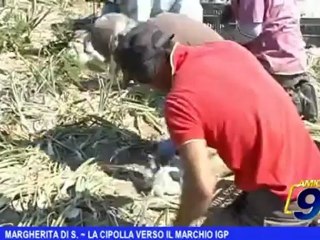 Margherita di S. | La cipolla verso il marchio IGP