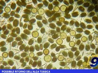 Possibile ritorno dell'alga tossica