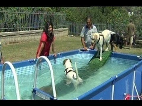 Napoli - Cani in piscina al centro cinofilo Colpo di coda (16.07.12)