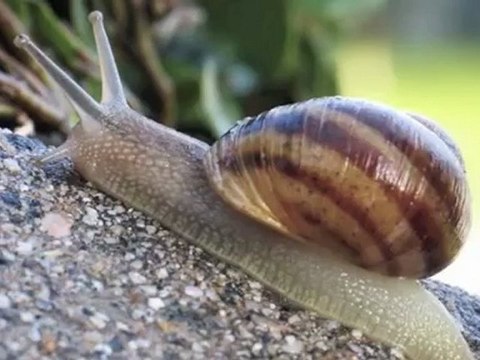 FORMATION PROFESSIONNELLE CONTINUE AGREE EN HELICICULTURE (élevage escargots