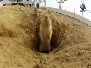 Суслик с Байконура стал знаменитостью Интернета