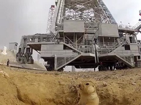 Суслик с Байконура стал звездой Интернета