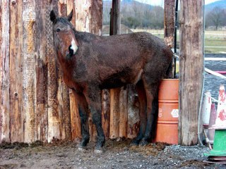 2010-02-19 Le cheval propre