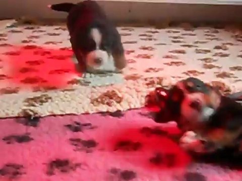 vidéo chiots dixy 3 semaines 001