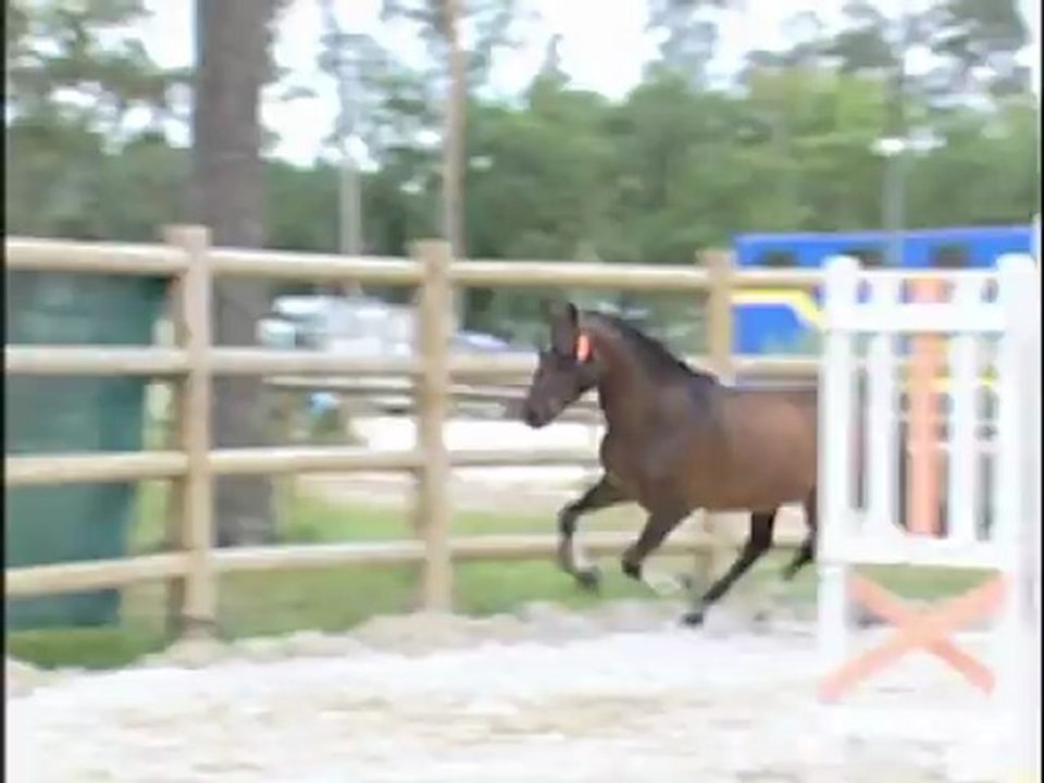 Vente FPPCF / Euro Poney / 401 little boy du vent