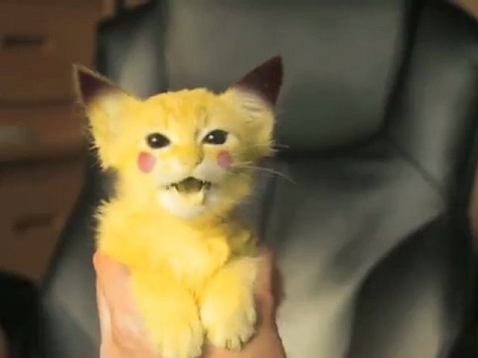 Chaton Pikachu