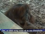Naissance d'un bébé orang-outan au zoo d'Amnéville