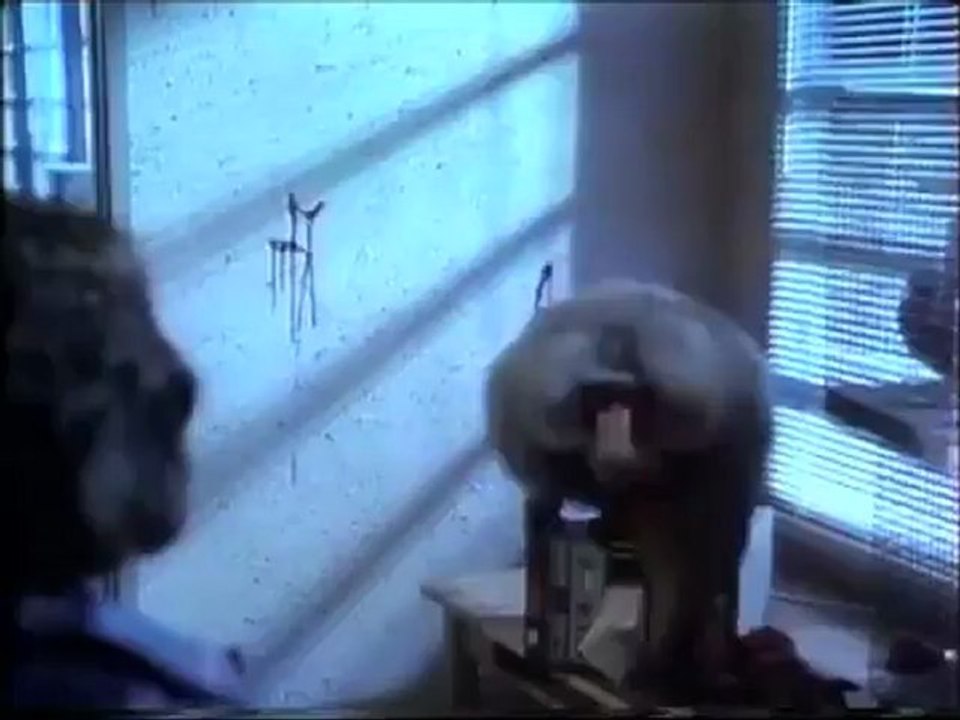 Der Killer Pavian, Shakma