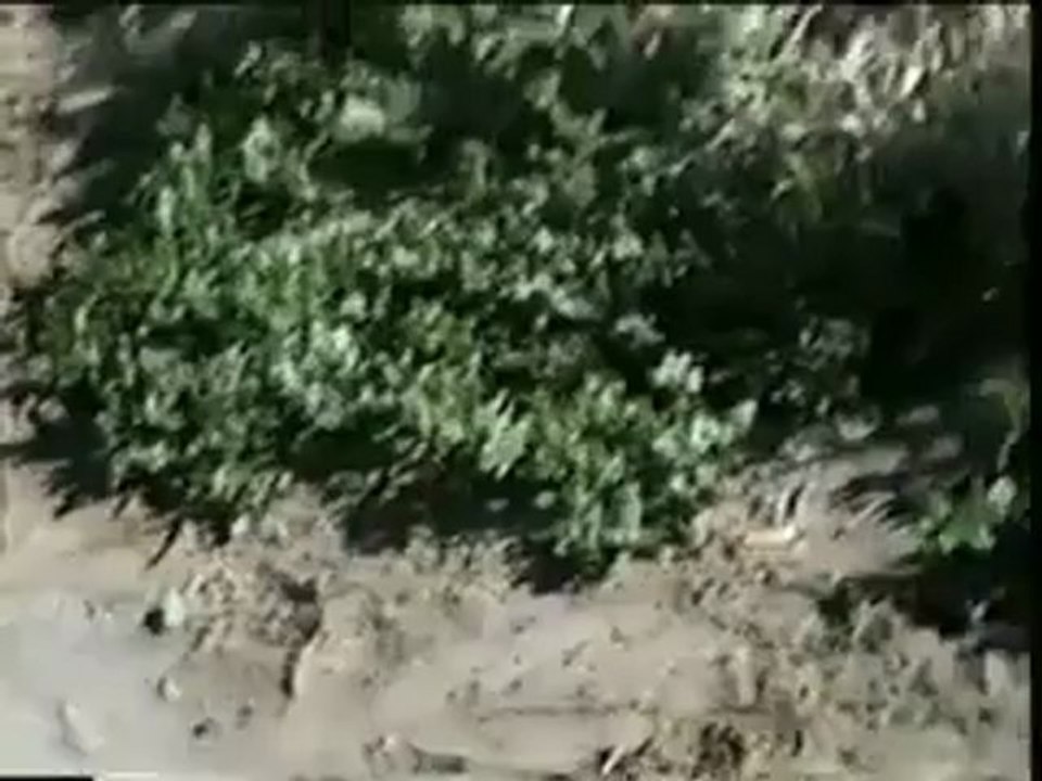 Άμα το λέει η καρδιά σου