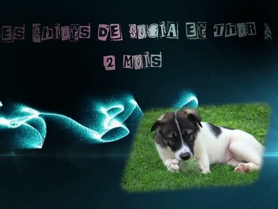 Deuxième mois des chiots de Sofia et Thor