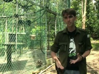 فرنسي يشن حملة لانقاذ قردة الغيبنز في أدغال بورنيو