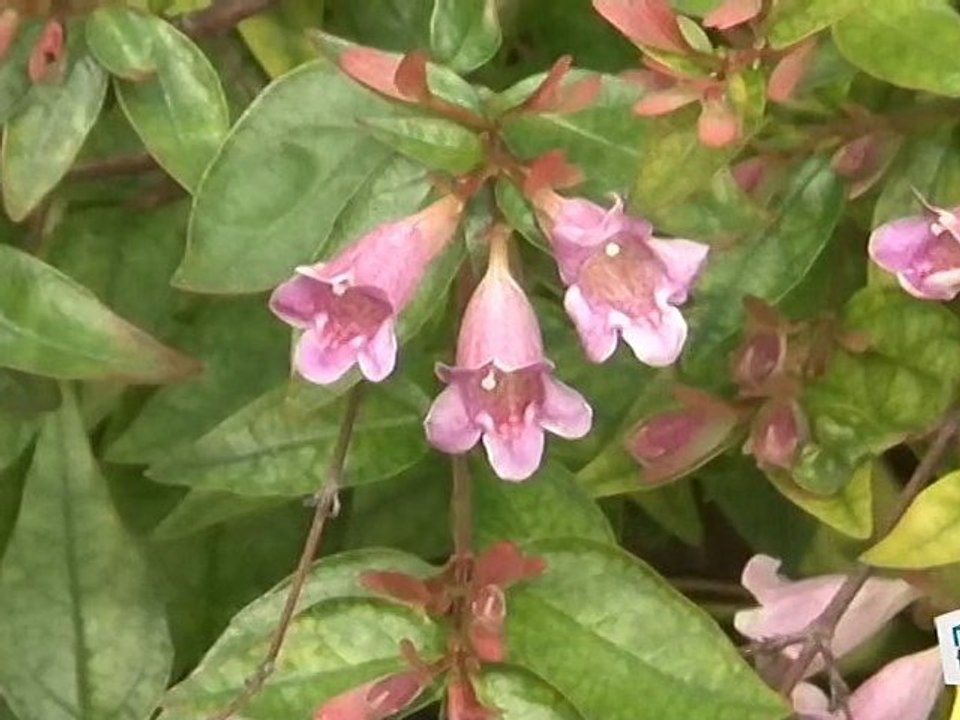 Comment tailler de forme un abelia ?