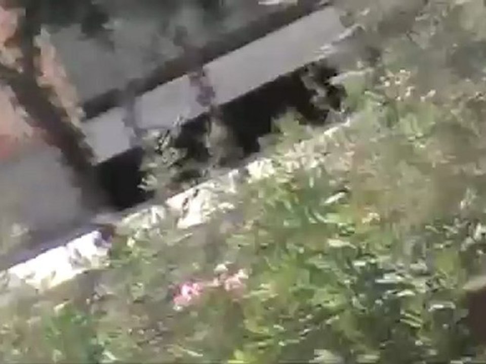 Syria فري برس حماة المحتلة انتشار مكثف لعناصر الشبيحة في حي الاربعين20 7 2012 Hama