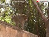 TG 12.07.12 Casarano: sequestrata scimmia incatenata in una gabbia
