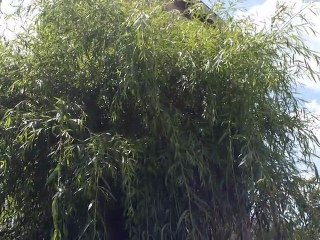 Jardin au 22 juillet 2012