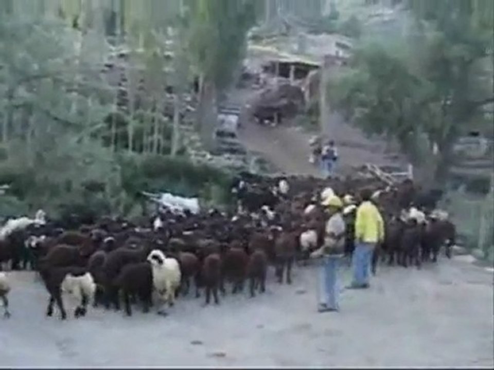 GULE UYAN SABAHTIR GULE-BURHAN ÇAÇAN