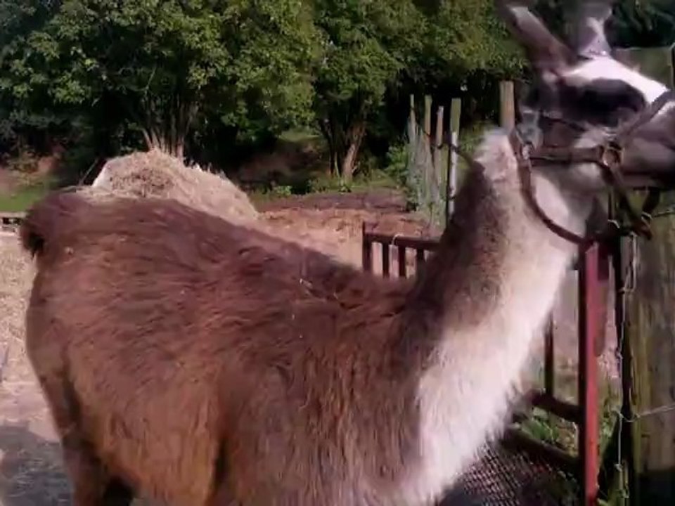 Sortie lamas