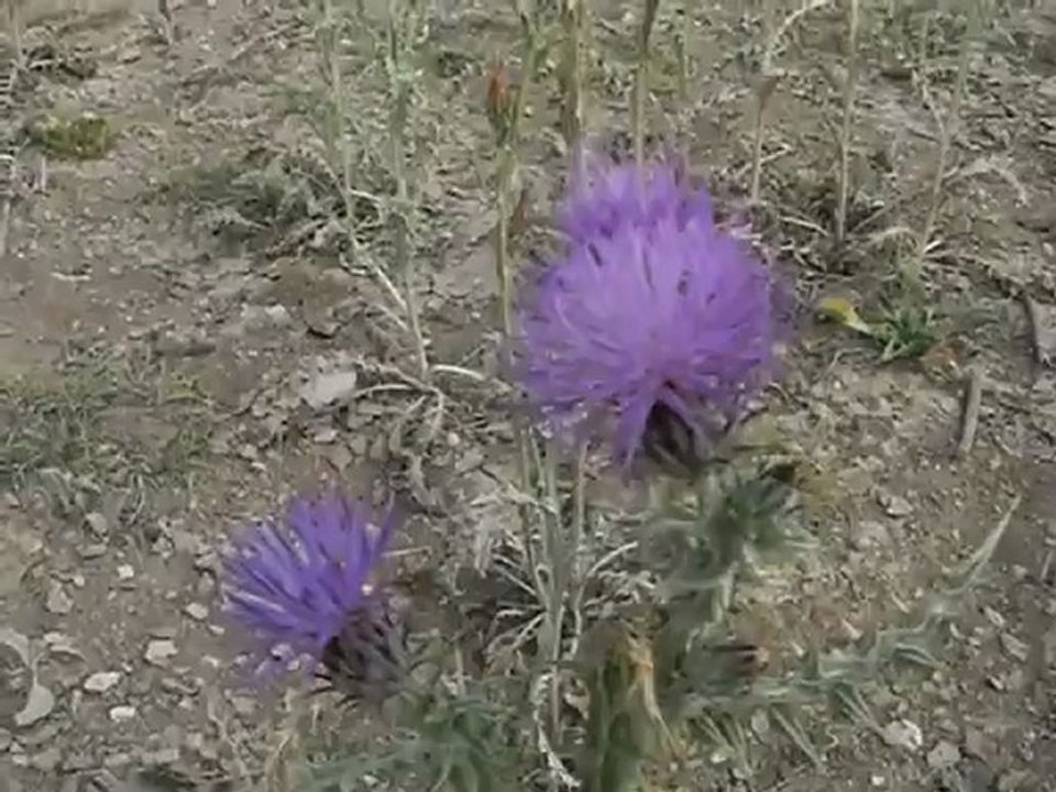 Eskil İlçesi Kaputaş Köyünde Arıcılık 1