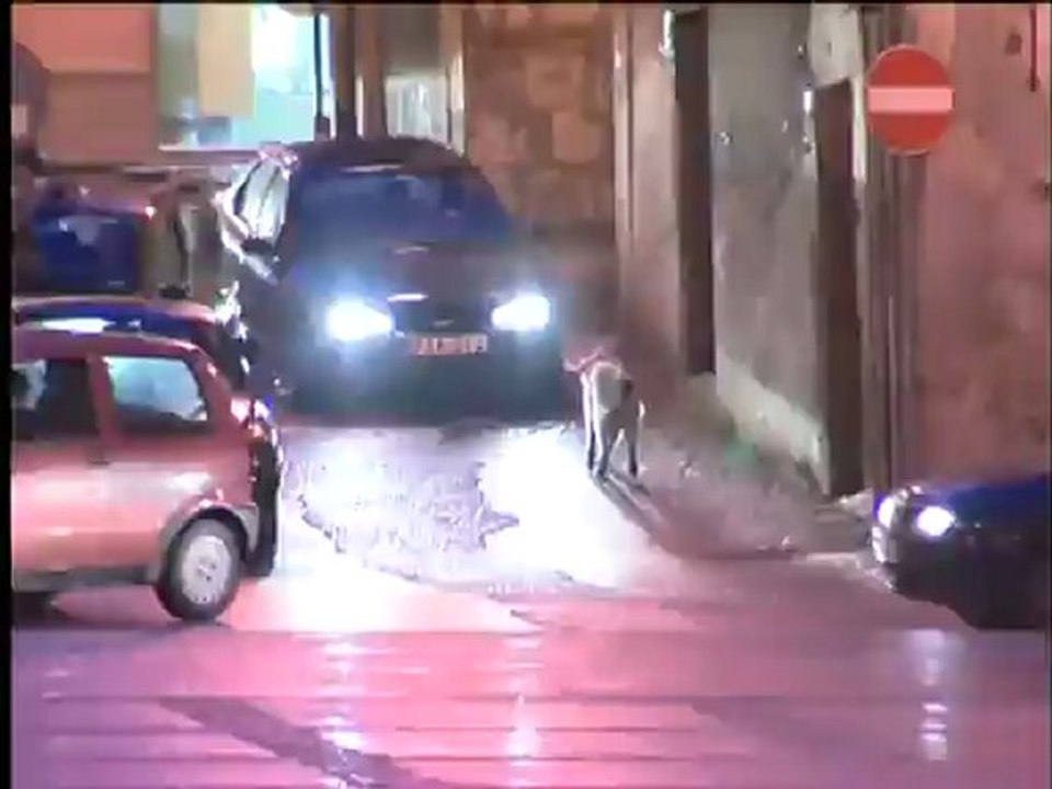 SICILIA TV (Favara) Cani randagi a Favara
