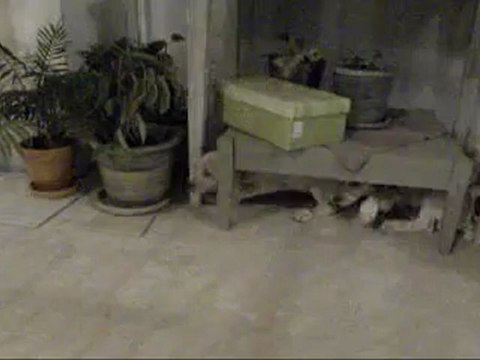 Chasse à courre d'un lapin de garenne avec une meute de Braque de Bourbonnais