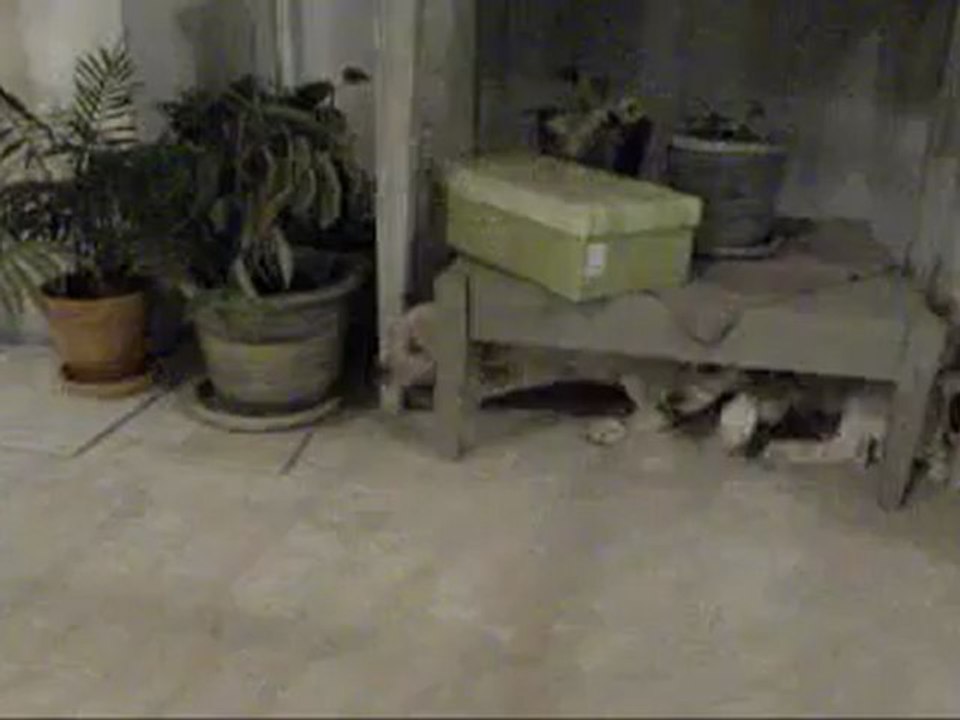 Chasse à courre d'un lapin de garenne avec une meute de Braque de Bourbonnais