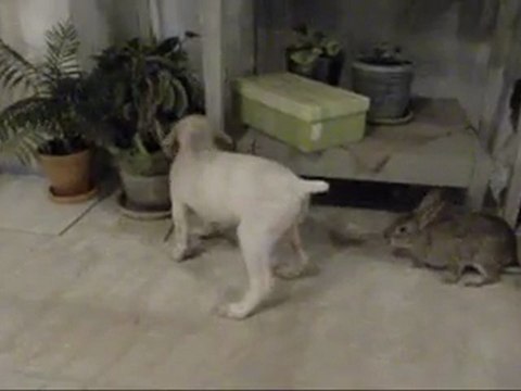 Garenne contre une meute de Bourbonnais.