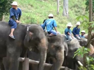 Maesa Elephant Camp
