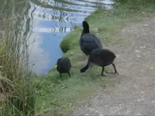 Foulques pulmars et canards col vert :Sentier du marais Château d'Hardelot