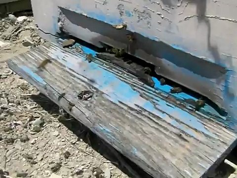 Eskil İlçesi Kaputaş Köyünde Arıcılık 4