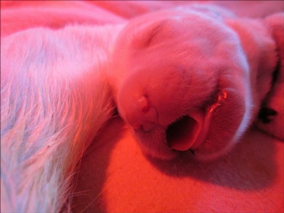 LE PREMIER JOUR DE NOS PETITS GOLDEN 22 JUILLET 2012