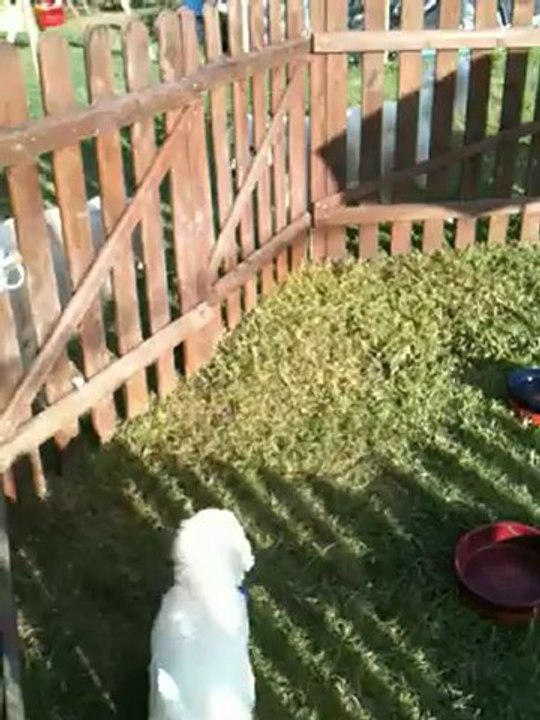 séance de jeu dans le jardin.