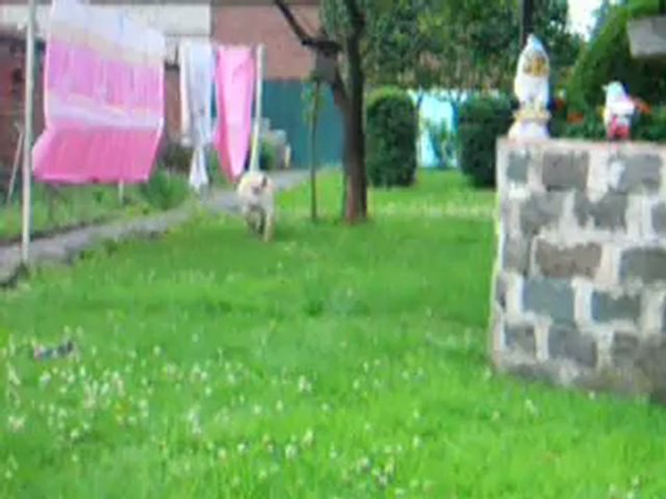 Gipsy (10 mois) dans la pelouse